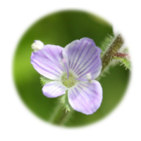 Veronica officinalis